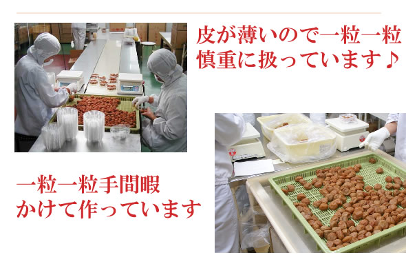 梅干し,梅,青梅,梅肉エキス,紀州南高梅干通販の専門店 昆布梅干し- 深見梅店 -